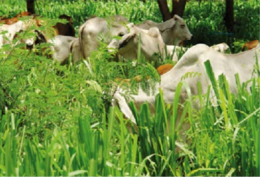 El mayor efecto se da con el aumento en la carga animal (hasta cuatro veces superior frente a pastoreo extensivo) y en consecuencia la producción de carne y leche por hectárea por año (Murgueitio et al. 2015, Reyes 2015). Foto CIPAV CIPAV, Establecimiento y manejo de sistemas Silvopastoriles intensivos con leucaena, Ganadería colombiana sostenible, Enrique Murgueitio y otros, CONtexto ganadero, ganadería Colombia