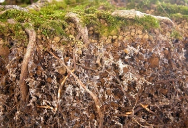 Existen evidencias de que los micro- organismos del suelo pueden transformar unos minerales en otros, partiendo del mineral más abundante que es el silicio. Foto: pregonagropecuario.com Ricardo Botero Maya, Carta Fedegán, Así se hace el desarrollo sostenible (II), Rhizobium, CONtexto ganadero, ganadería colombia