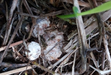 Una plaga, un suelo erosionado y sin vida, las enfermedades en los animales, y demás problemáticas, no son más que las consecuencias de nuestros actos irracionales. Foto: Cultura Empresarial Ganadera. microorganismos, microorganismos benéficos para ganadería, Ganadería Sostenible, ganadería racional, CONtexto ganadero