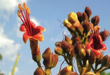 Inflorescencia del nacedero. Foto: CIPAV. El nacedero, planta forrajera, CIPAV, Carta Fedegán 117, Fedegán, CONtexto ganadero, ganadería Colombiana