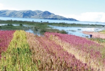 Plantación de quinoa en el Perú. Foto: FAO FAO, agricultura biodiversidad y servicios ecosistémicos, CONtexto ganadero