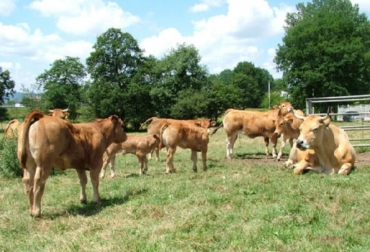 Los animales de raza Asturiana de los Valles son de tamaño medio, están provistos de buen desarrollo muscular y esquelético, alcanzando pesos de 600 kilogramos en las hembras y 1.000 kilogramos en los machos adultos, señala la Asevea Foto: aseava.com España, Aseava, raza Asturia de los Valles, caracter culón, CONtexto ganadero, ganadería Colombia
