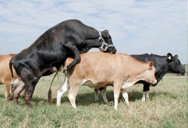 Hay aspectos reproductivos que no se heredan igual como la fertilidad. Foto: rehagronoticia.w3erp.com.br. Parámetros reproductivos en ganadería, parámetros reproductivos en bovinos, fertilidad, intervalo de partos, parámetros reproductivos Colombia Fedegán, índices reproductivos Colombia Fedegán, CONtexto ganadero, ganaderos Colombia