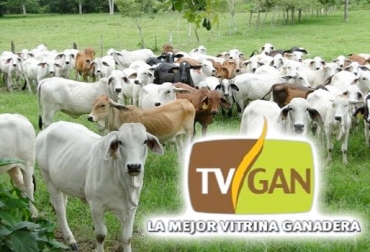Usted podrá comprar ganados del Atlántico desde su casa. Foto: Youtube.com / TVGAN TVGAN Alianza Asoganorte 30 agosto 2017, eventos TVGAN 2017, grabar videos TVGAN, promoción TVGAN junio 2017, videos TVGAN 2017, TVGAN Remates, TVGAN 30 de agosto de 2017, programa TVGAN Remates, TVGAN El técnico es usted, tvgan fedegán, CONtexto ganadero, ganaderos colombia