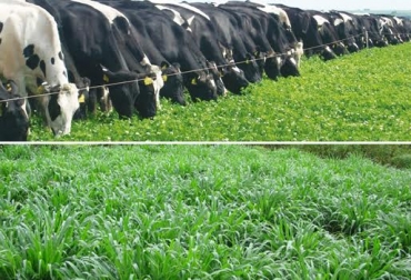 Tenga en cuenta los siguientes aspectos y evite llevarse sorpresas con los pastos de su predio. Foto: engormix.com / actualidadganadera.com. pastos, pasturas, siembra de pastos, conceptos de los pastos, nutrición de los pastos, ganadería, PRV, ganadería colombia, contexto ganadero