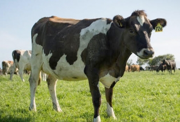 El ganado representa el 77 % de las emisiones de CO2. Foto: Farm Watch en Flickr. Metano enterico, rumiantes, FAO calentamiento global, erúctos de los bovinos. CONtexto ganadero, ganadería colombia