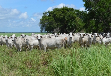 Rancho San Román del municipio del Centro en Tabasco es especialista en mejoramiento genético. Foto: Rancho San Román. San Román, municipio del Centro, Tabasco, brahman gris puro, mejoramiento genético, exhibidor, 220 terneros año, CONtexto Ganadero