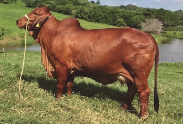 Bovinos brahmán rojo, es el producto del rancho K30 de Villahermosa – Tabasco. Foto: K30. K30,villahermosa-tabasco,brahman rojo y cruces con simental,campeones,costos,CONtextoganadero