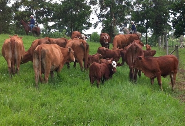 La ganadería Yaruma comercializa desde terneros destetos hasta toros de dos años y medio. Foto: Hacienda Las Americas - perulactea.com beefmaster, yaruma, habilidad materna,mas demanda que oferta, mansedumbre, santander, mejoramiento genetico, CONtextoganadero