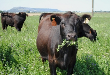 Reducir la tasa de emisiones entéricas de metano ayudaría a reducir la tasa de calentamiento en el corto plazo y, si las reducciones de las emisiones son sostenidas, también puede ayudar a limitar el pico de calentamiento. Foto: INIA GEI, rumiantes, técnicas para reducir los GEI, María Cristina Amézquita - zootecnista, CONtexto ganadero, ganadería colombia
