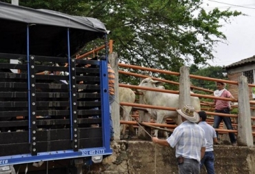 La zona de contención permite movilizar animales dentro de ella. Foto: Vanguardia.com zona contención, ganaderos de yacopi, a favor, levanta cuarentena, movilizacion de ganado, fomento a la ilegalidad, CONtexto Ganadero