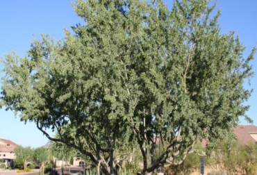El árbol de Fierro goza de protección legal gracias a una veda que busca evitar su extinción. Foto: rionegro.com.ar palo de fierro, 800 años de edad, ganadería, SSPI, alto valor, mexico, 8 metros, CONtexto Ganadero