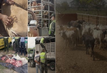 Insertar, alterar, suprimir o falsificar fierros, marcas y señales en el ganado, aumentará las penas de prisión. Foto: CONtexto Ganadero. Abigeato, hurto, Código Penal, proyecto de ley, aprobaría el abigeato, abigeato agravado, penas de 48 a 96 meses de prisión, multas, aprobó plenaria de Senado, falsificar fierros, aumento de penas por sacrificio, CONtexto Ganadero.