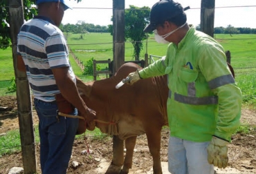 El reto del ciclo que está próxima a comenzar es garantizar el estatus sanitario del país. Foto: CONtexto ganadero. Ciclo, Ciclo vacunación 2017, vacunación contra la aftosa, ciclo de vacunación contra la fiebre aftosa, ica, ica colombia, ganadería colombia, sanidad animal, noticias ganaderas colombia, contexto ganadero