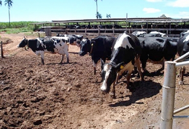 Control barro establos, barro en corrales, barro en potreros, higiene del corral, limpieza del corral, desinfección del corral, manejo de reses en el corral, corral como foco de infección, CONtexto ganadero, ganaderos colombia, noticias ganaderas colombia