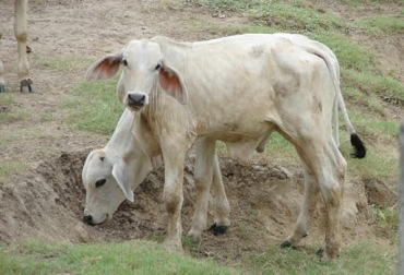 Disfunción reproductiva, retardo de crecimiento, fallas reproductivas y baja inmunidad, son algunas de las enfermedades metabólicas en bovinos. Foto: jairoserrano.com Deficiencia mineral en bovinos, aumento en días abiertos, problemas de longevidad, musculo blanco, suelos rico, suelos pobres, sales apropiadas, preñez de 48 y 45%, CONtexto Ganadero, noticias de ganadería colombiana.