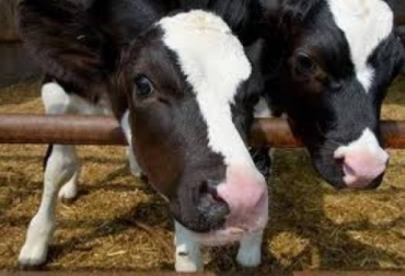 La Neumonía Infecciosa Afecta principalmente en crías entre los 2 y 6 meses de edad, pero pueden encontrarse animales de hasta un año. Foto: wejameson.co.uk ICA, Tres enfermedades infecciosas que se pueden incrementar por la ola invernal, Podofilitis séptica, Neumonía Infecciosa, Carbón Sintomático, CONtexto ganadero, ganadería Colombia, Noticias ganaderas Colombia