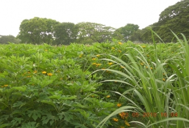 Banco forrajero, finca El Diamante, Villanueva, La Guajira. Foto: Juan Carlos Gómez, archivo Cipav. Bancos forrajeros mixtos, ricos, proteínas, minerales, vitaminas, finca El Diamante, comida ganado, CONtexto Ganadero
