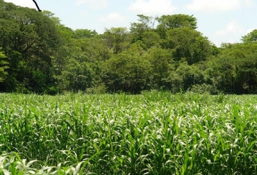 El SSPi no debe quitar luz al terreno y favorecer la creación de un microclima con menores temperaturas. Foto: CONtexto Ganadero. Sistemas Silvopastoril intensivo, SPPi, cinco pisos de material verde, leguminosas, gramíneas, mezcla de pastos estoloníferos o invasores, pastos cespitosos, brachiarias, Botón de oro, árboles frutales, árboles de gran altura, CONtexto Ganadero.