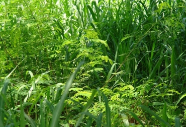 Surcos y caballones en los SSPi deben privilegiar la mayor absorción de la luminosidad de la luz solar. Foto: CONtexto Ganadero. Establecer un SSPi, 8 mandamientos, análisis, preparación de suelos, elegir especies, establecer cinco niveles de material verde, privilegiar la luz, periodos de descanso, no insecticidas, no agredir fauna, no sobrepastorear, sal y agua, CONtexto Ganadero, noticias de ganadería colombiana.
