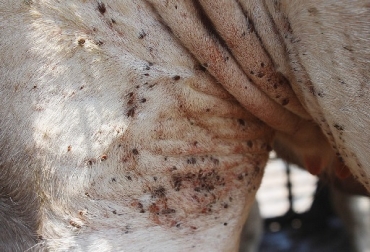 Con las lluvias proliferan las garrapatas, piojos, roedores y cualquier tipo de vector. Foto ICA, enfermedades infecciosas que se pueden incrementar por la ola invernal, CONtexto ganadero, ganadería colombia, noticias ganaderas colombia