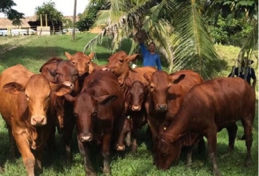 “Los gemelos beefmaster ya tienen dos meses y 24 días de edad y peso de 110 kilos cada uno”. Foto: Agroindustrial Las Américas. beefmaster, gemelos, machos, vaca 097-N2, embrión americano, tercer parto, Agroexpo, Agroindustrial Las Américas, CONtexto ganadero
