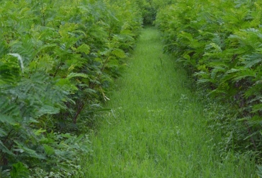 Según CIPAV, las leucaenas emergentes, cortan la actividad de forrajeo (herbivoría) de la hormiga arriera. Foto: Engormix. Leucaena, Leucaena leucocephala, plantas emergentes, forrajeo, herbivoría, hormigas arrieras, plantas trampa, CONtexto Ganadero, noticias de ganadería colombiana.