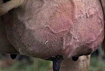 El objetivo de la terapia es lograr una cura no sólo clínica sino también bacteriológica. Foto: argentinainvestiga.edu.ar Mastitis, Tratamientos Intramamarios: una herramienta para combatir la Mastitis, Portal Lechero, BiogenesisBago, CONtexto ganadero, ganadería Colombia, Noticias ganaderas Colombia