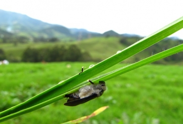 El Mión afecta la capacidad productiva de la finca por la invasión de malezas y la lenta recuperación de la pradera. Foto: Fernando Uribe Trujillo -CIPAV- Area de Ganadería Sostenible. Mión de los pastos, colosuana, fincas libres de Mión, fincas recién colonizadas por Mión (1 – 3 años de ataque), fincas con varios años de historia con fuertes ataques (4 años en adelante), focos pequeños, parches de pasto con cambio de color verde a rojizo o amarillento, CONtexto Ganadero.