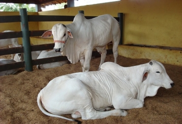 Ofrece preñez con nacimiento de macho, preñez con nacimiento de hembra y nacidos machos. Foto: Fedegán. Nelore, mejoramiento genético, Sete Estrelas, Mato Grosso do Sul, sexage, CONtexto Ganadero