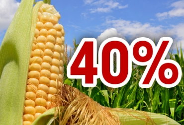De acuerdo con datos de Gestión ganadera, en 2016 se perdió cerca del 40% de la producción de silo de maíz. Foto: xgusto.com Pérdidas silo de maíz, preparar un buen silo, características del silo de calidad, silo de calidad, suplemento bovino, alimento bovino, alimento para épocas difíciles, Evento alimentación bovina Pereira octubre 2017, primer congreso nacional de alimentación y nutrición en bovinos, CONtexto ganadero, ganaderos Colombia, noticias ganaderas Colombia