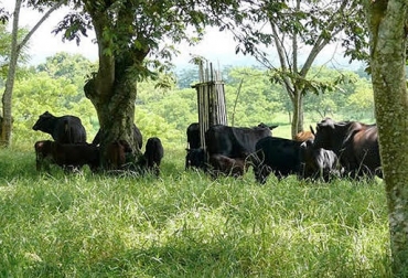 “La sombra es para el ganado confort, le proporciona tranquilidad y defensa contra el calor”, dijo Juan B. Jaramillo. Foto: jairoserrano.com sombra, arboles, Juan B. Jaramillo, Olimpo Montes,Bosques de Cocora, hacienda Pinchacoa, beneficio animal, beneficio en producción, CONtexto Ganadero