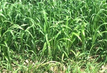 En nuestro ambiente tropical existen limitaciones climáticas y de suelo que imponen severas restricciones nutricionales a los pastos, señala Jairo Serrano MV. Foto: tornquistdistrital.com.ar Qué pasa cuando escasea el fósforo en la nutrición de los bovinos, Jairo Serrano MV,, Ing. Agr. Sebastián López Valiente, Eric M. Lipps, MV, Sebastian Bravo, Luis Alfonso Lesmes MV,, CONtexto ganadero, ganadería Colombia, Noticias ganaderas Colombia