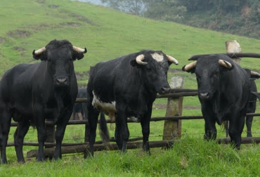 “Toros bravos han sido sometidos a una selección muy distinta a la de los animales de leche o carne”, Jimmy Vargas. Foto: Fedegán. Maltrato animal, toros de lidia, genética, domésticos producción, entorno, influenciables, CONtexto Ganadero.
