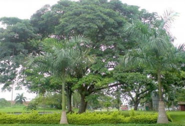 Se reproduce fácilmente por semillas. La época de fructificación es de febrero a junio. Foto: vanguardia.com Árbol Caracolí, 30 a 35 metros, 7,5 m de circunferencia, bosques de galería, suelos arenosos, cerca de corrientes subterráneas de agua, CONtexto Ganadero, noticias de ganadería colombiana.
