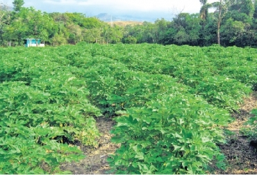 Botón de oro en la finca La Reserva, Monterrey, Casanare. Foto CIPAV Bancos Mixtos de Forrajes, Fedegan Bancos Mixtos de forrajes, Cómo se hace un BMF, fuentes de proteína en un BMF, fuentes de energía en un BMF,CONtexto ganadero, ganadería Colombia, Noticias ganaderas Colombia