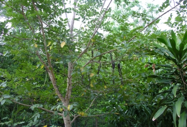 Los silvopastoriles con cañafístulo ofrecen parámetros productivos superiores. Foto: plantasyhongos.es Cañafistulo, silvopastoril, especial para zonas degradadas, herramienta para degradación minera, más productivo que la guayaba, 428 gramos diarios por animal, 18 metros de altura, valles de los ríos Sinú y San Jorge, depresión momposina, valle del Cesar, el Bajo Cauca, vainas rojizas, CONtexto Ganadero, noticias de ganadería colombiana.