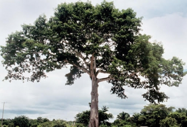 Árbol Ceiba, óptimo para crear sombra | CONtexto ganadero