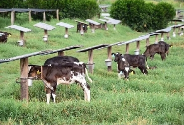 Gran parte del pobre desempeño de los terneros se debe a una mala nutrición que causa indigestión. Foto: zoovetesmipasion.com CONtexto ganadero, ganadería Colombia, Noticias ganaderas Colombia