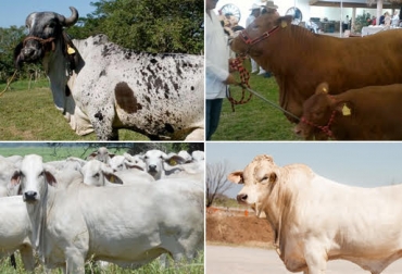 10 Lecciones Tecnicas Que Dejo La Gira Ganadera De Fedegan A Mexico Contexto Ganadero Noticias Principales Sobre Ganaderia Y Agricultura En Colombia