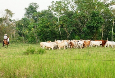 Sembrar árboles es de vital importancia para generar sombra y para proteger los suelos y los afluentes de agua. Foto: Agriculturers.com Buenas Prácticas Ganaderas, 6 estrategias, inocuidad, siembra de árboles, conservación de afluentes hídricos, conservar suelos, evitar quemas, ahorrar energía solar, energía humana. CONtexto Ganadero, noticias de ganadería colombiana.