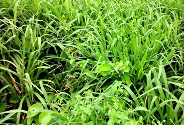 Debido al alto vigor de crecimiento de sus plántulas, es posible establecer una pradera con cobertura superior al 80% entre 70 y 90 días de sembrado. Foto: Youtube. Convert 330, hibrido, dos brachiarias, pastoreo intensivo, altura de 1.2 m, vigorosa, proteína bruta del 8 al 20%, digestibilidad del 65%, 4 meses, resiste sequía, suelos ácidos, Dow, nuevo past, CONtexto Ganadero, noticias de ganadería colombiana.