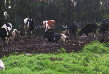 El pisoteo del ganado degrada el suelo y le forma cárcavas. Foto: BM Editores México. Pisoteo del ganado, compacta suelos, degrada suelos, crea cárcavas, crear silvopastoriles, fertilización, aislamiento de zonas críticas, pastoreo rotacional y áreas de potrero. CONtexto Ganadero, noticias de ganadería colombiana.