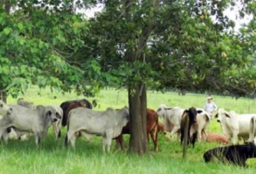 “En ABS aplicamos un enfoque basado en la ciencia para crear un material genético que está diseñado para optimizar la eficiencia, la rentabilidad y la sustentabilidad de la cadena de suministro de carne bovina”, afirmó Matthew Cleveland, director de desarrollo global de productos bovinos de carne de ABS Global. Foto: absglobal.com ABS, Genética, ABS genética, NuEra Genetics™, ABS Global lanza el programa bovino NuEra Genetics™, Matthew Cleveland, Jerry Thompson, CONtexto ganadero, ganadería colombia, noticias ganaderas colombia