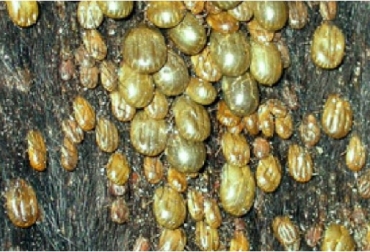 “Las garrapatas constituyen verdadero desafío para una ganadería sustentable y la inocuidad de los productos originados en la industria animal”, aseguró Jaime Romero, coautor de la guía. Foto: proagrolab.com.ar Guía para el manejo de garrapatas y adaptación al cambio climático, Universidad de La Salle Colombia, IICA, Jaime Romero Prada, Efraín Benavides Ortiz y Luis Carlos Villamil Jiménez, garrapatas y cambio climático, impacto económico de la garrapata en la ganadería, CONtexto ganadero, ganadería Colombia, Noticias ganaderas Colombia