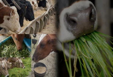 El máximo aprovechamiento del pasto y los forrajes, así como una adecuada rotación, permitirán maximizar el rendimiento de la explotación. Foto: CONtexto ganadero. rentabilidad, rentabilidad ganadera, empresa ganadera rentable, alimentación ganadera, uso del pasto, uso de los forrajes, aprovechamiento del pasto, PRV, pastoreo racional voisin, ganadería colombia, noticias ganaderas colombia, javier vanegas jiménez, contexto ganadero
