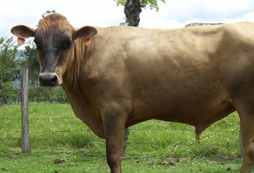 De acuerdo con investigaciones, la raza Hartón del Valle es ideal para afrontar los embates del cambio climático, es tolerante a garrapatas y parásitos, es longeva y posee alta frecuencia de genes asociados con la calidad de la leche. Foto CONtexto ganadero UN de Colombia, UN de Colombia Sede Palmira, Hartón del Valle, Luz Ángela Álvarez, directora del grupo de investigación Recursos Zoogenéticos UN Sede Palmira, ganadería, conservación, UN periódico, UN Sede Palmira, CONtexto ganadero, ganadería Colombia, Noticias ganaderas Colombia