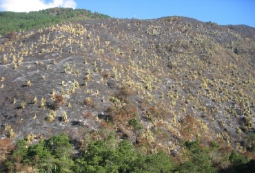 Vía Yumbo-La Cumbre, Valle del Cauca. Las laderas andinas sobrepastoreadas y sometidas al fuego entran en un círculo vicioso de degradación en el cual las quemas solo logran agravar los problemas que causan la baja oferta alimenticia para el ganado. Foto: Zoraida Calle, CIPAV CIPAV, CIPAV laderas y colinas degradadas, laderas y colinas degradadas, Carta Fedegán 132, degradación de los suelos, degradación, quemas, sucesión vegetal, CONtexto ganadero, ganadería Colombia, Noticias ganaderas Colombia