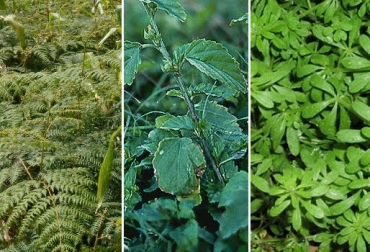 “El control de malezas es oportuno para que el cultivo del pasto salga adelante y registre mayor forraje”, dijo Darío Suarez. Foto: www.viarural.com.ar - jehuite.blogspot.com Controlar malezas, manejo integrado, resistencia, uso de herbicidas, mayor rendimiento, tolerantes, el helecho, el mortilio, la escoba, la pega pega, agroser, CONtexto ganadero, noticias de ganadería colombiana.