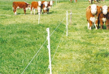 “Cuanto más calidad y cantidad de pasto hay disponible en un mismo lugar, mayor es el consumo”, dijo Fabián Tommasone. Foto: actualidadganadera.com Calidad de pasto, producción de carne, potencial forrajero, zonas subtropicales, zonas tropicales, consumo de materia seca, sitio de alimentación, CONtexto Ganadero, noticias de ganadería colombiana.
